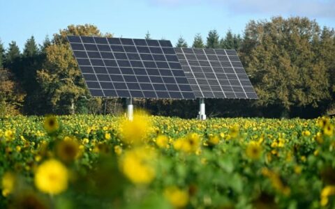 Des-panneaux-solaires-dans-un-champ-de-tournesol-a-Moutiers-Savoie-le-29-novembre-2022-1791603